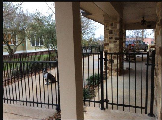 TNS Fence, Galveston County Fence Builder. Protecting this little guy with a new wrought iron Fence and Gate.