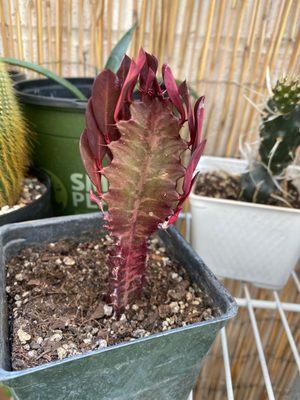 African milk tree (Euphorbia trigona)