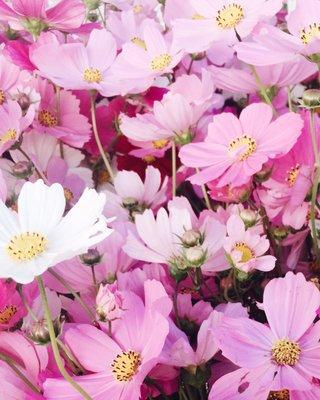 Four sisters farm cosmos. Beautiful!