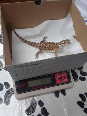 Our 16 week old bearded dragon getting weighed at Creve Coeur Animal Hospital.