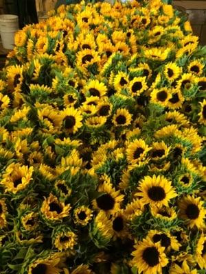 Fresh Cut Sunflowers