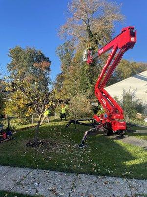 Lewis Tree Service