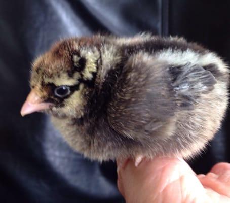 Silver laced Wyandotte