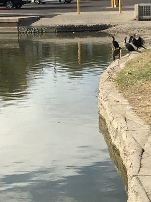 Cormorants chatting before I approached.