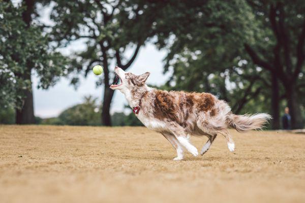 Cayenne catching a ball.