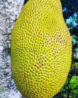 Jack fruit The meditation garden