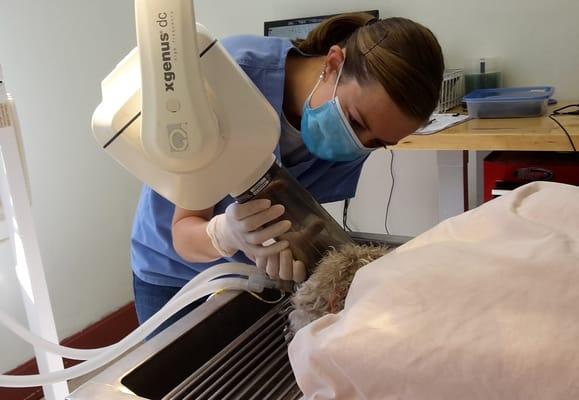 Dr. Snelgrove taking dental xrays