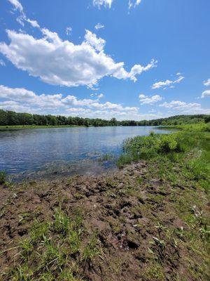 The pond