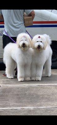 We so love all of you groomers! Our girls are so shy and you made them feel so comfortable and they look gorgeous!!