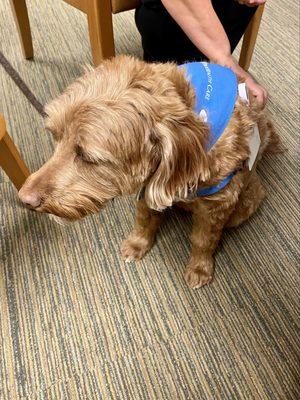 Visited by a volunteer dog in the surgery waiting room.