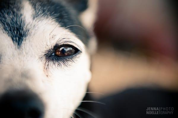 Denver Pet Photographer Jenna Noelle Photography