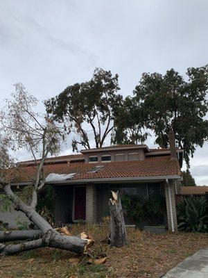 Eucalyptus trees thin out