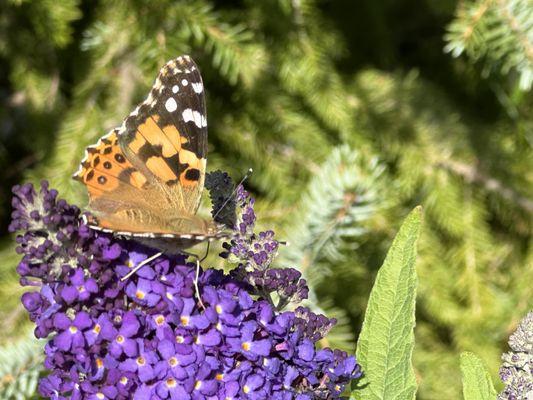 Garden butterfly