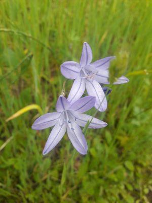 wildflowers