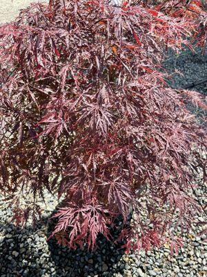 Japanese maple