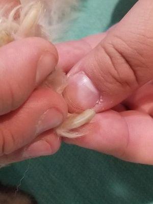 Nails when she returned home from the groomers before I personally cut them