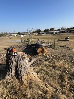 Tree removal at Ft. Cavazos.