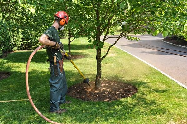 Air spading loosens the soil and allows us to prune the roots