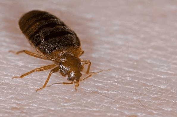 chemical treatments alone may not solve your bed bug problem