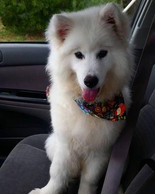 Happy puppy post-grooming!