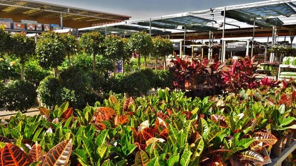 Before we left, I browsed through the garden center. They had some great looking and beautiful plants there.