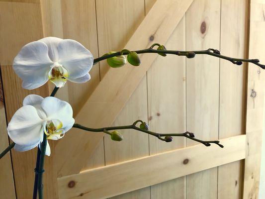 Gorgeous orchid plants available!