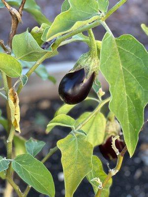 Eggplant