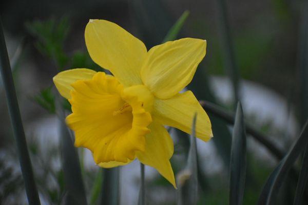 Daffodil in HB "secret" botanical garden