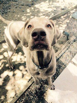 Beautiful Silver Lab Clooney