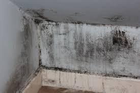 Mold Remediation Needed