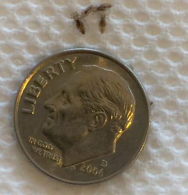 Here are 3 adult louse and a juvenile in a size comparison to a dime