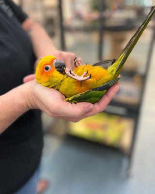 We have the healthiest and sweetest birds.