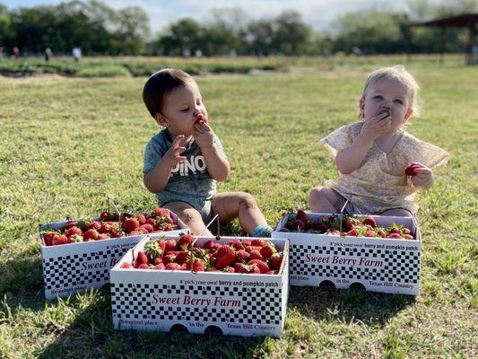 Fresh strawberries!!