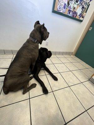 My doggos at the vet