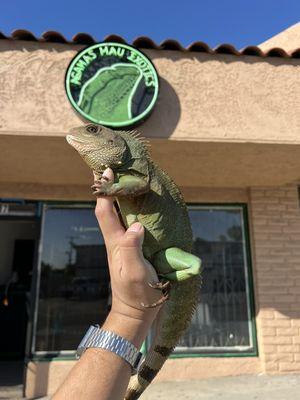 Agamasmauexotics new reptile and fish store located in the 818 Sylmar !