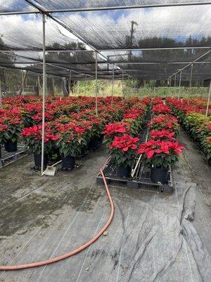 Gorgeous poinsettias!