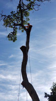 Oak tree remove