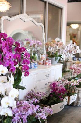 Orchid Republic Floral Boutique Sherman Oaks