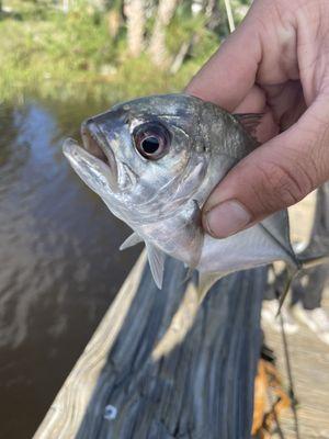 Arlington Bait and Tackle