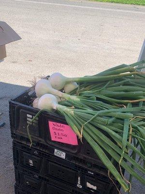 Scallions/cebolla verde.