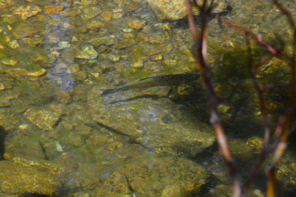 Rivers so clear you can see the fish