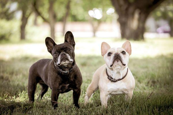 Best Friend's Veterinary Center