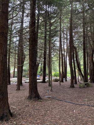 National AIDS Memorial Grove