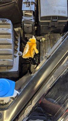 Found this under my hood after they were working. Definitely wasn't me!