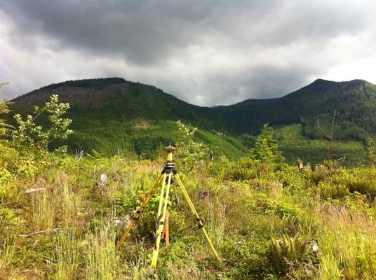 Spring surveying in a lush meadow