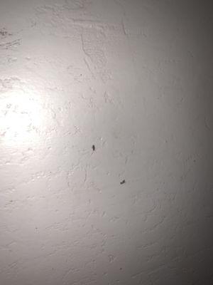 Roaches on Wall