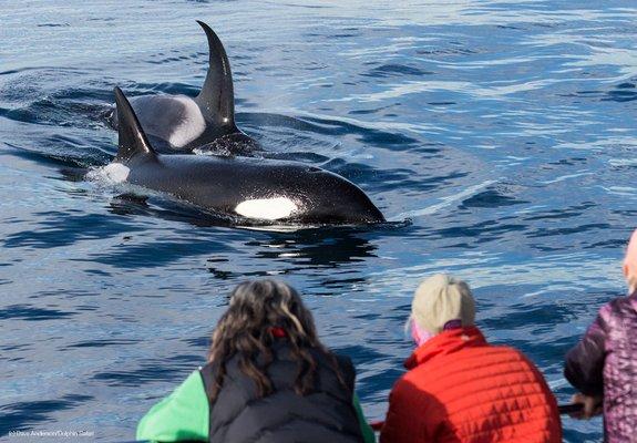 Orcas (Killer Whales) approach the boat during Captain Dave's Whale Watching Safari