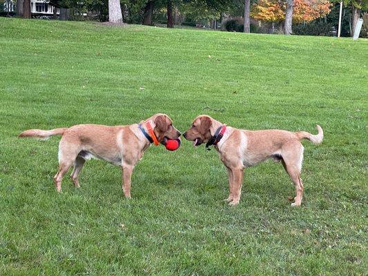 Hobbes & Calvin discussing whose turn it is to take the ball.