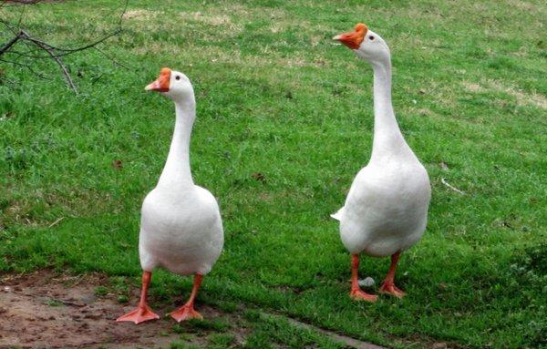 Lake Palestine ducks.