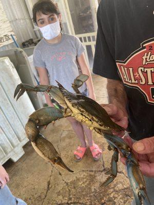 Fresh Blue Crab